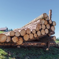 Stacked logs