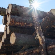 Sonne scheint durch Rundholzstapel mit Seilwinde im Hintergrund