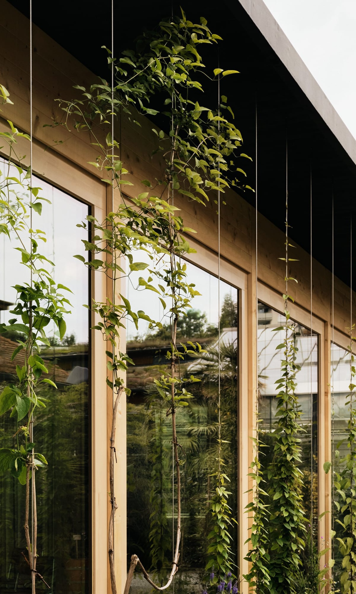 New lecture room in the botanical garden in St. Gallen with a greenery-covered glass wall and timber frame construction.