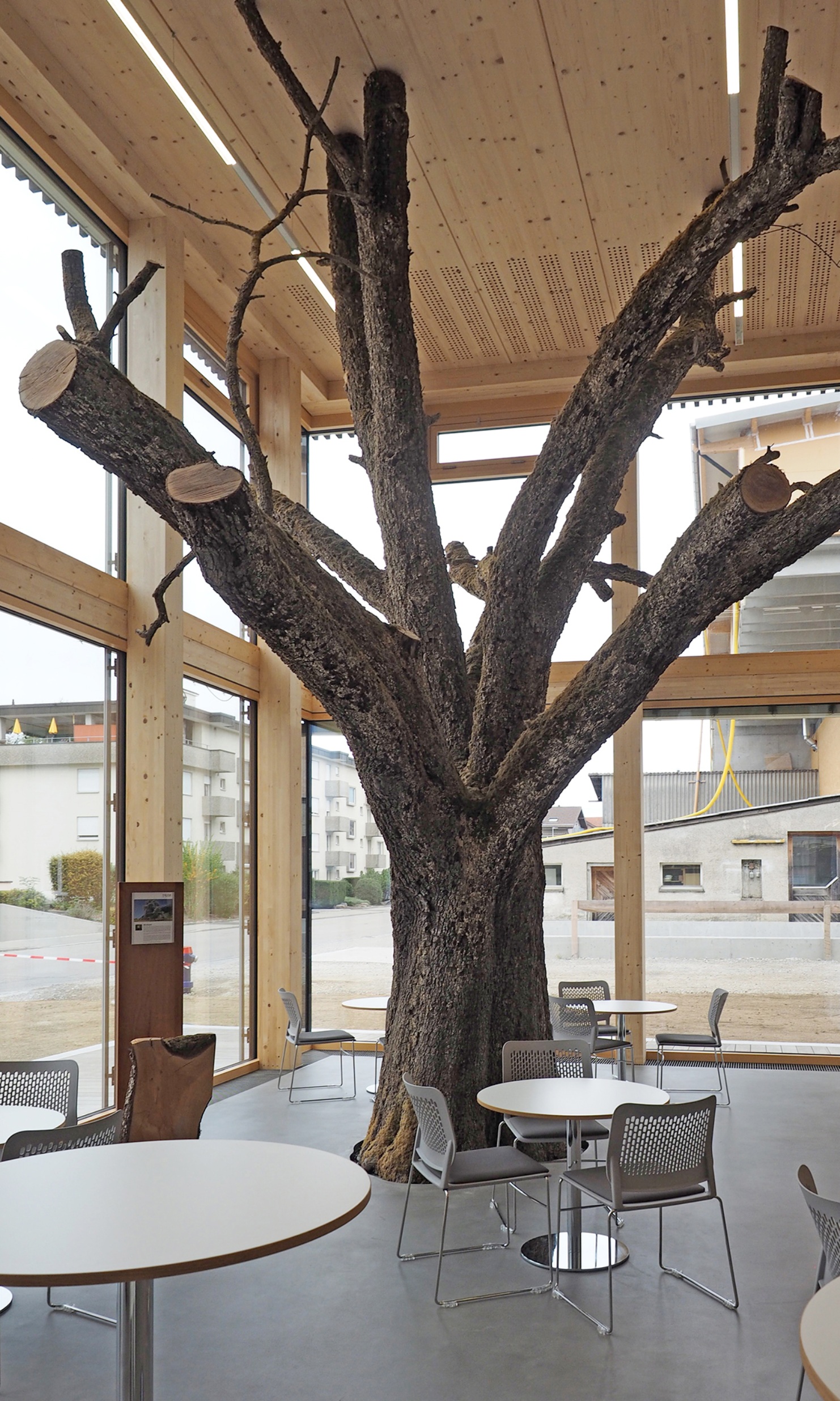 La prise de vue montre l’intérieur très lumineux, équipé d’un tronc d’arbre et de branches au milieu de l’espace de détente avec chaises et tables.