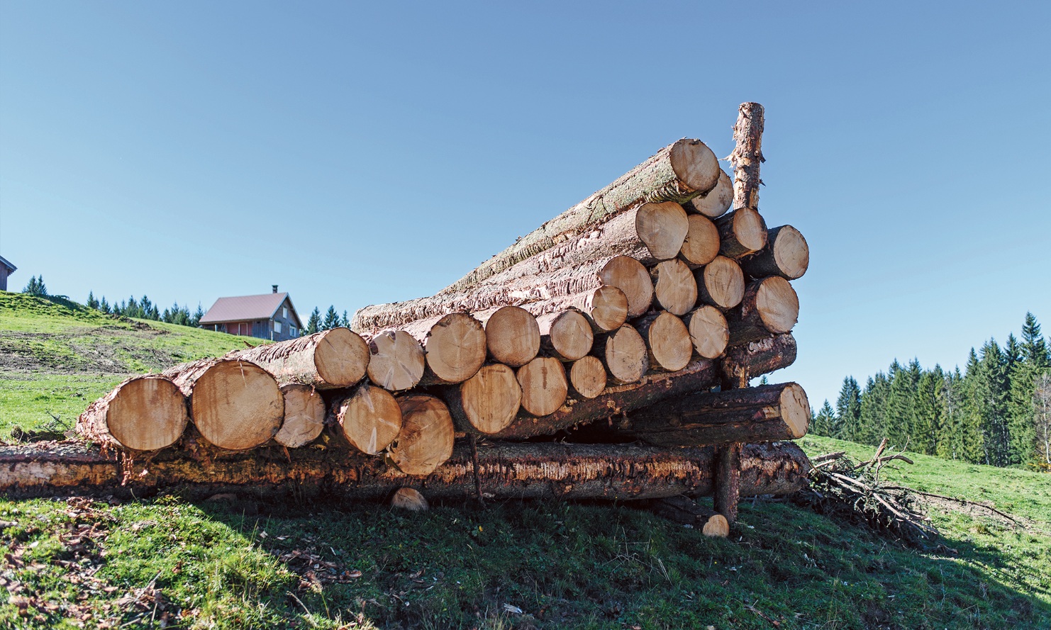 Stacked logs