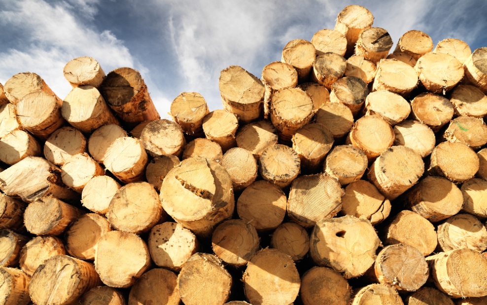 Close-up of wood as a raw material