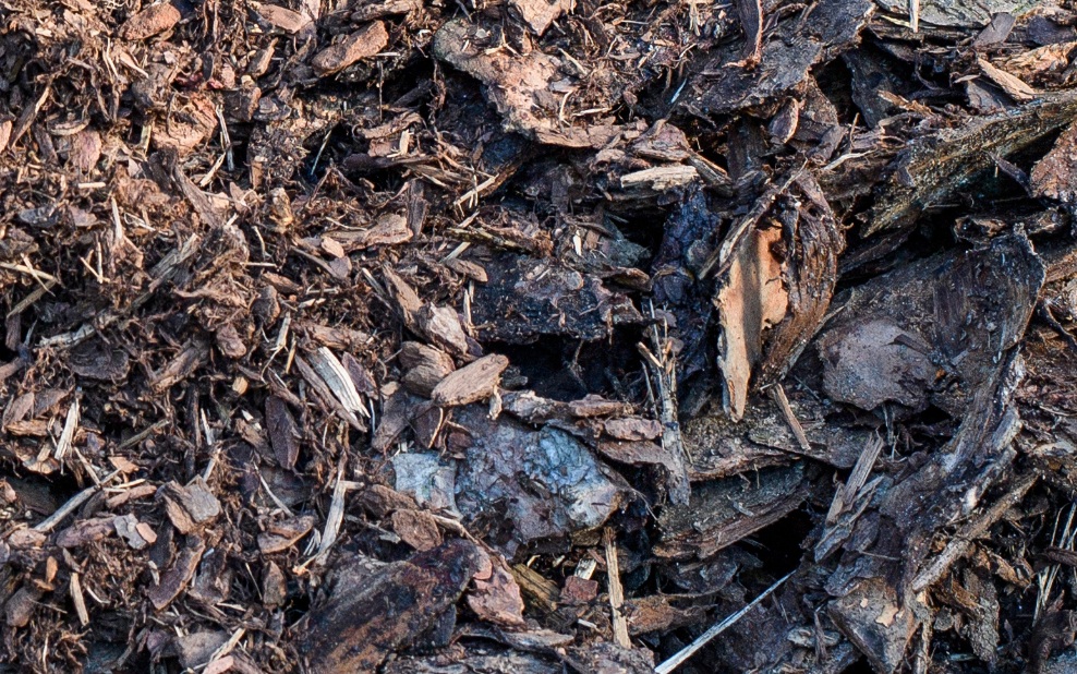 Close-up of bark