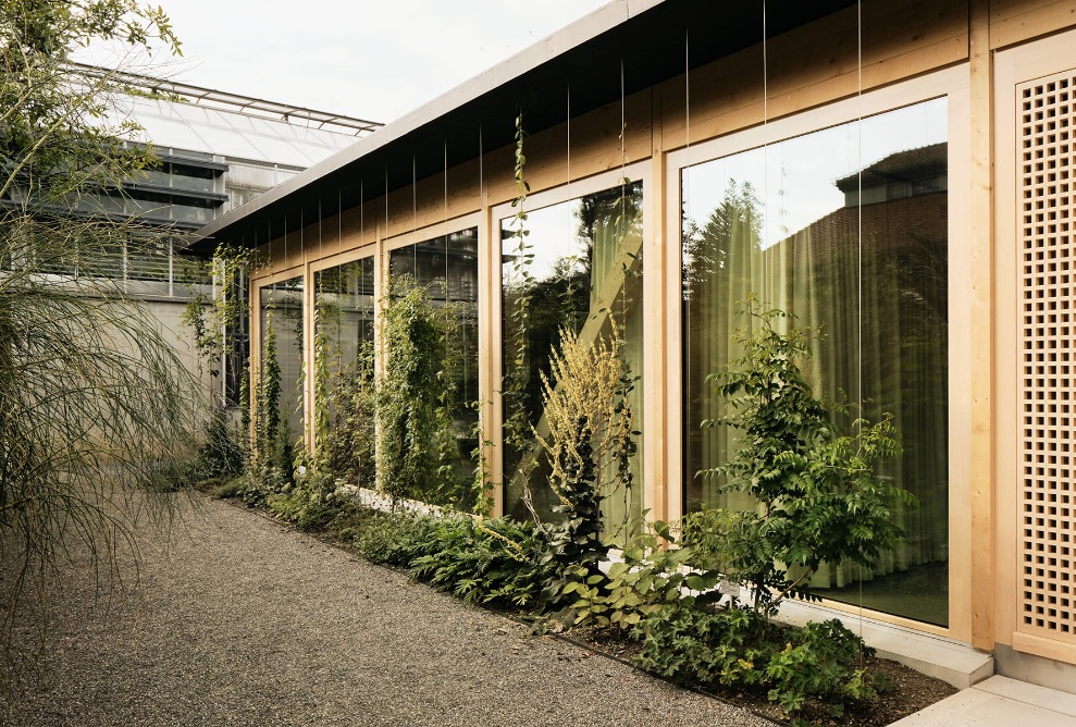 Vortragssaal im botanischen Garten St. Gallen - vor den Glasfenstern des Holzneubaus ranken sich Pflanzen zum Dach empor.