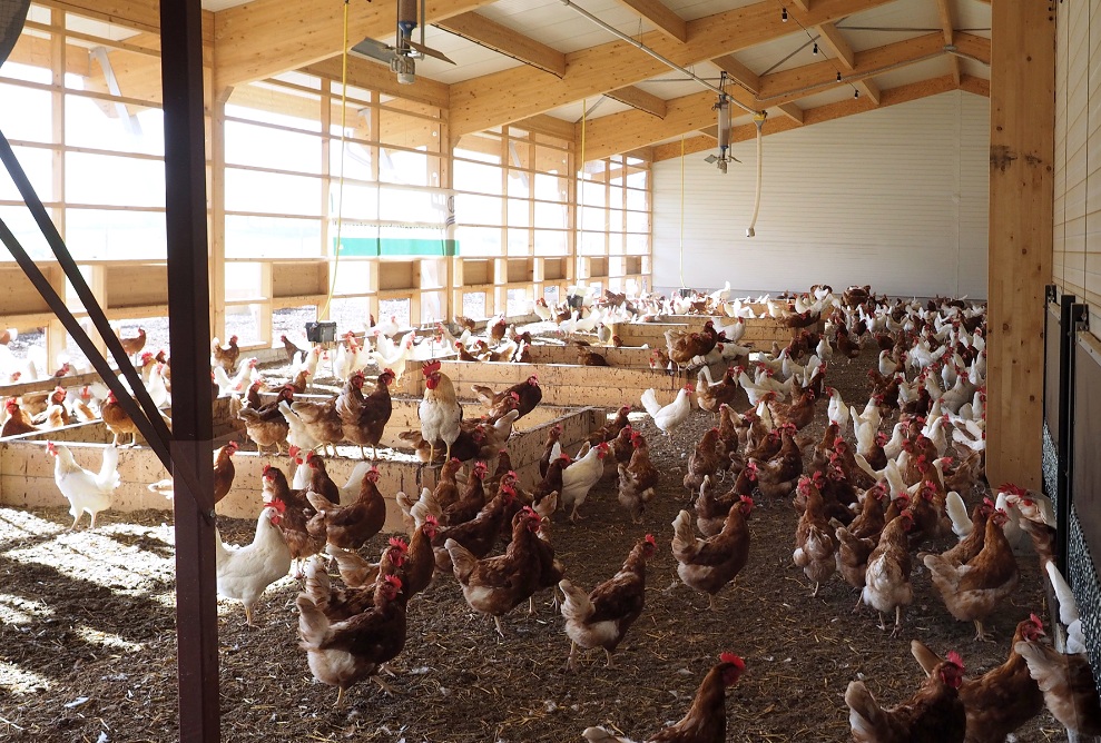 The size of the stall provides ample space for the animals in the interior.