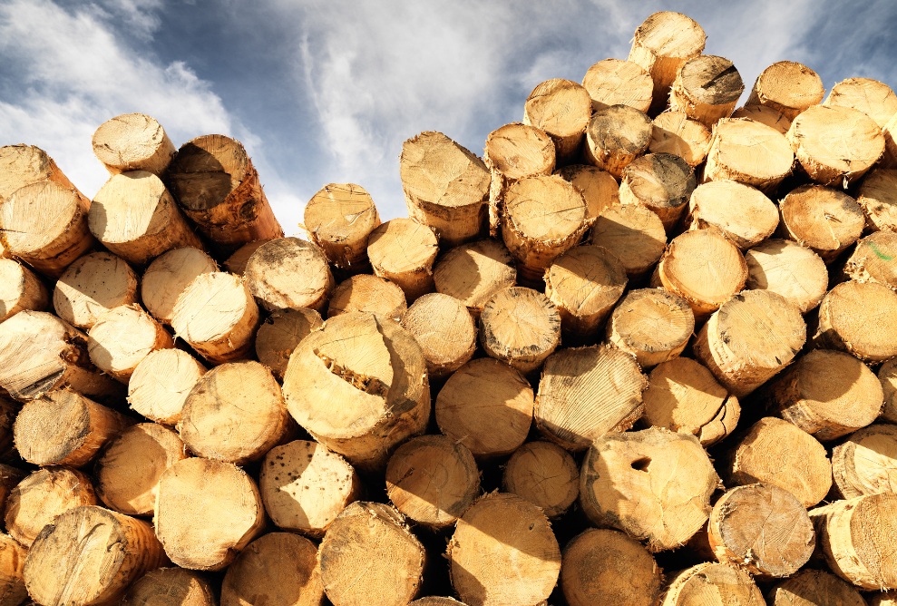 Nahaufnahme des Rohstoff Holz