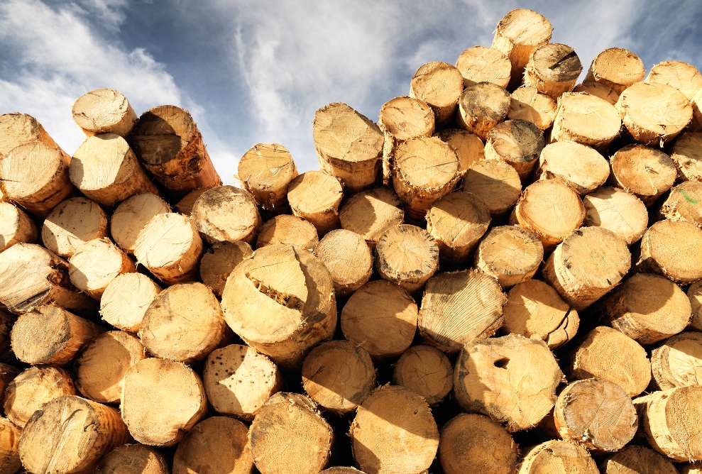 Close-up of wood as a raw material